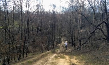 bush fire burnt road